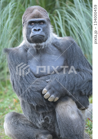 いつまでこのポーズをするのかと写真モデルに飽きてきたゴリラ いつまでこのポーズをするのかと写真モデルに飽きてきたゴリラ 134000459