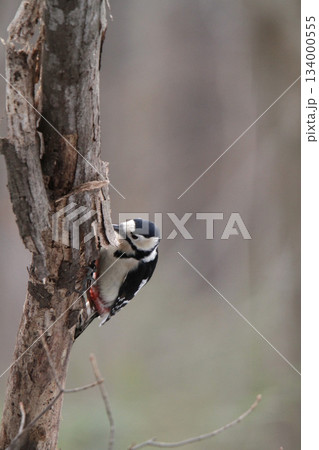 エゾアカゲラ　アカゲラ　♀　キツツキ　北海道野鳥 134000555