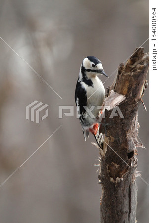 エゾアカゲラ アカゲラ ♀ キツツキ 北海道野鳥 エゾアカゲラ アカゲラ ♀ キツツキ 北海道野鳥 134000564