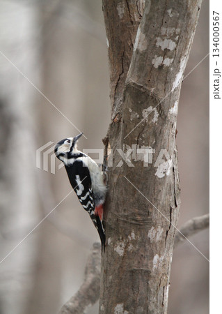 エゾアカゲラ　アカゲラ　♀　キツツキ　北海道野鳥 134000567
