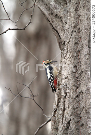 エゾアカゲラ　アカゲラ　♂　キツツキ　北海道野鳥 134000572