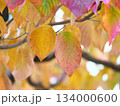 紅葉したハナミズキの葉 134000600