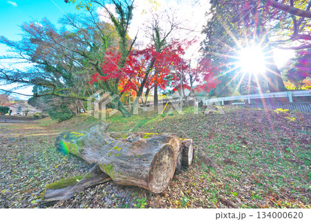 秋の妙法華寺 134000620