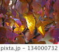 陽射しを浴びたハナミズキの紅葉 134000732