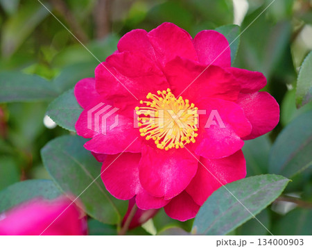 赤いサザンカの花 赤いサザンカの花 134000903