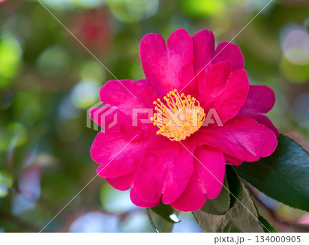 赤いサザンカの花 赤いサザンカの花 134000905