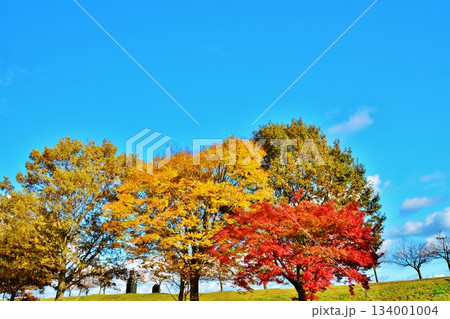 紅葉の新潟県長岡市千秋ヶ原ふるさとの森公園風景 134001004