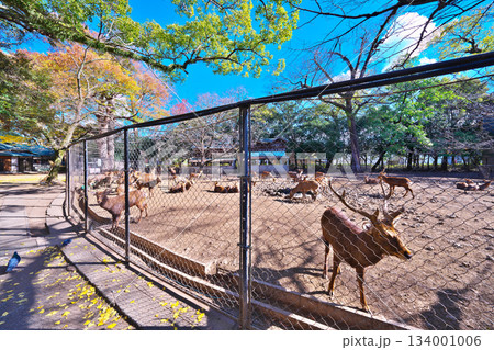 三嶋大社の神鹿園 三嶋大社の神鹿園 134001006
