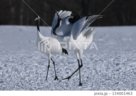 丹頂鶴 134001463