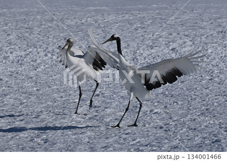丹頂鶴・着地 丹頂鶴・着地 134001466