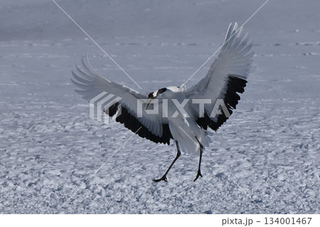 丹頂鶴・着地 134001467