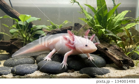 ウーパールーパー 134001498