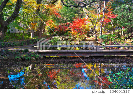 秋の楽寿園 134001537