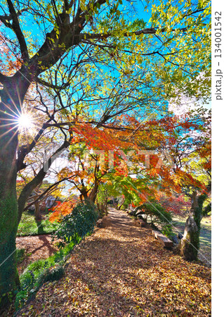 秋の楽寿園 134001542