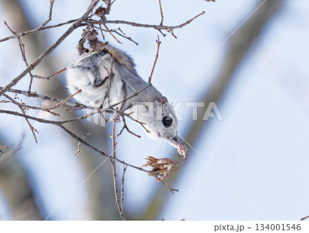 エゾモモンガ　北海道 134001546