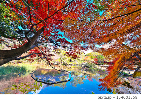 秋の楽寿園 134001559