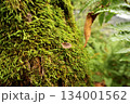苔むした木に佇む小さなキノコの静かな森風景 134001562