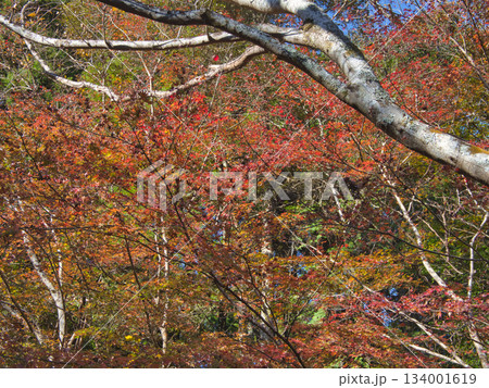 梅ヶ瀬渓谷の晩秋 134001619