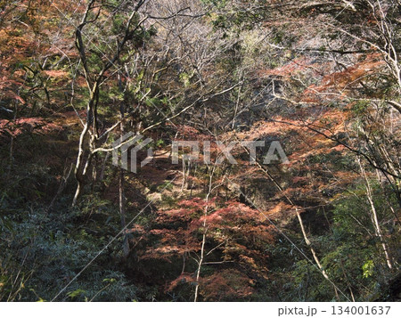 梅ヶ瀬渓谷の晩秋 134001637