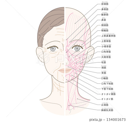 顔から首までのシワたるみ　半分筋肉　名称あり 134001673