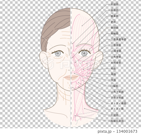 顔から首までのシワたるみ　半分筋肉　名称あり 134001673