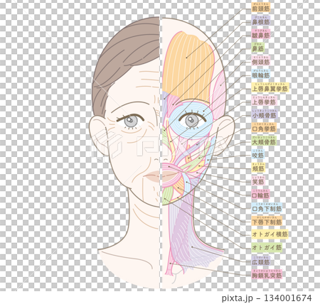 Wrinkles and sagging from the face to the neck, half muscle, there is a name Wrinkles and sagging from the face to the neck, half muscle, there is a name 134001674