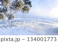 Frost-covered pine branches above snowy ground. Winter outdoor nature scene. Winter season and cold weather concept. Macro shot with copy space. Background for Christmas and New Year, winter holidays. 134001773