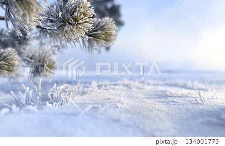 Frost-covered pine branches above snowy ground. Winter outdoor nature scene. Winter season and cold weather concept. Macro shot with copy space. Background for Christmas and New Year, winter holidays. Frost-covered pine branches above snowy ground. Winter outdoor nature scene. Winter season and cold weather concept. Macro shot with copy space. Background for Christmas and New Year, winter holidays. 134001773