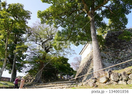 滋賀 彦根 彦根城 表門山道と太鼓門櫓続櫓(晩秋) 滋賀 彦根 彦根城 表門山道と太鼓門櫓続櫓(晩秋) 134001856