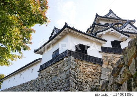 滋賀 彦根 彦根城 天守と附櫓・多聞櫓(北方向から)(晩秋) 滋賀 彦根 彦根城 天守と附櫓・多聞櫓(北方向から)(晩秋) 134001880