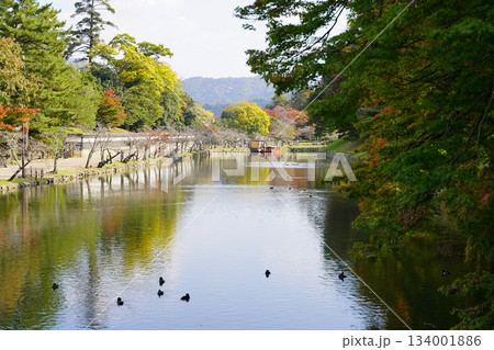 滋賀　彦根　彦根城　黒門橋から見た内堀と屋形船乗り場（北西方向から）（晩秋） 134001886