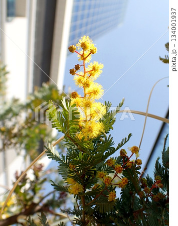 ミモザの花 アカシア・デコラ ミモザの花 アカシア・デコラ 134001937