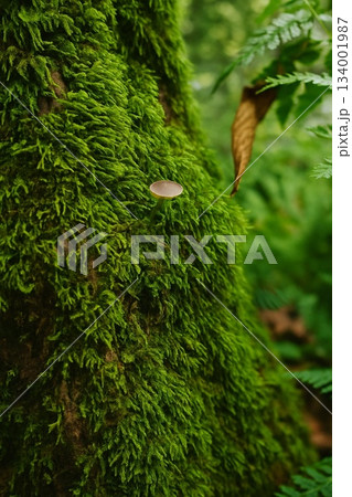 苔むした樹木に佇む小さなキノコと深い森の質感 苔むした樹木に佇む小さなキノコと深い森の質感 134001987