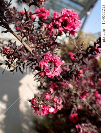 ギョリュウバイの花　マヌカの花 134002218