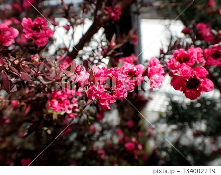 ギョリュウバイの花　マヌカの花 134002219
