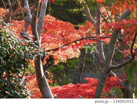 紅葉 134002431