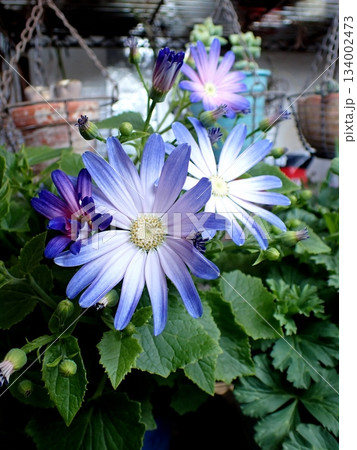 シネラリアの花 シネラリアの花 134002473