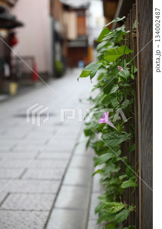 風景・路地裏に咲くアサガオの花 風景・路地裏に咲くアサガオの花 134002487