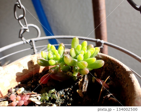 セダム 多肉植物 セダム 多肉植物 134002500