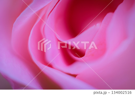 優しい香りがするピンクの薔薇 優しい香りがするピンクの薔薇 134002516