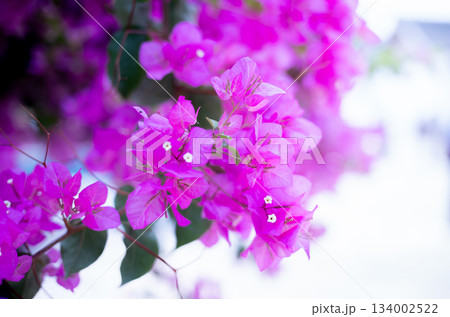 妖艶に咲き乱れるブーゲンビリア 妖艶に咲き乱れるブーゲンビリア 134002522