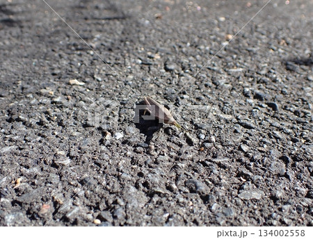 道端のオンブバッタ 道端のオンブバッタ 134002558