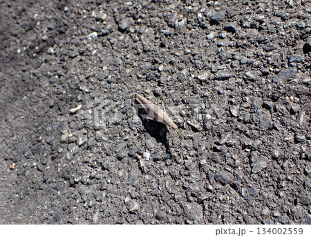 道端のオンブバッタ 道端のオンブバッタ 134002559