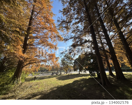 紅葉 紅葉と公園 紅葉 紅葉と公園 134002576
