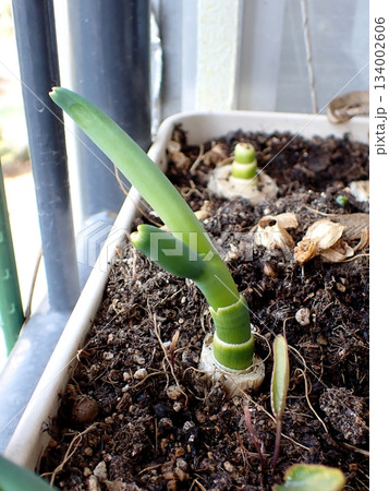 再生野菜　リボベジ　長ネギ 134002606