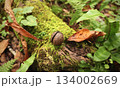 苔むした倒木に落ちた森の木の実と秋の落ち葉 134002669