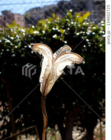 ユリ 蒴果 ユリ 蒴果 134002725