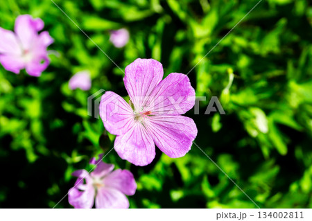 北アルプス涸沢小屋付近に咲くハクサンフウロ（白山風露） 134002811