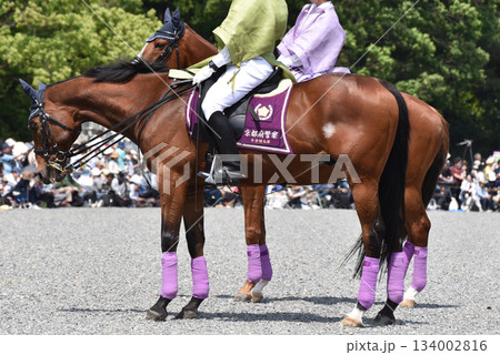 葵祭の平安騎馬隊 134002816