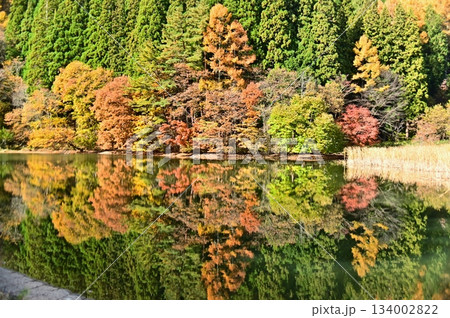 水面を彩る八幡林池の秋景色 134002822